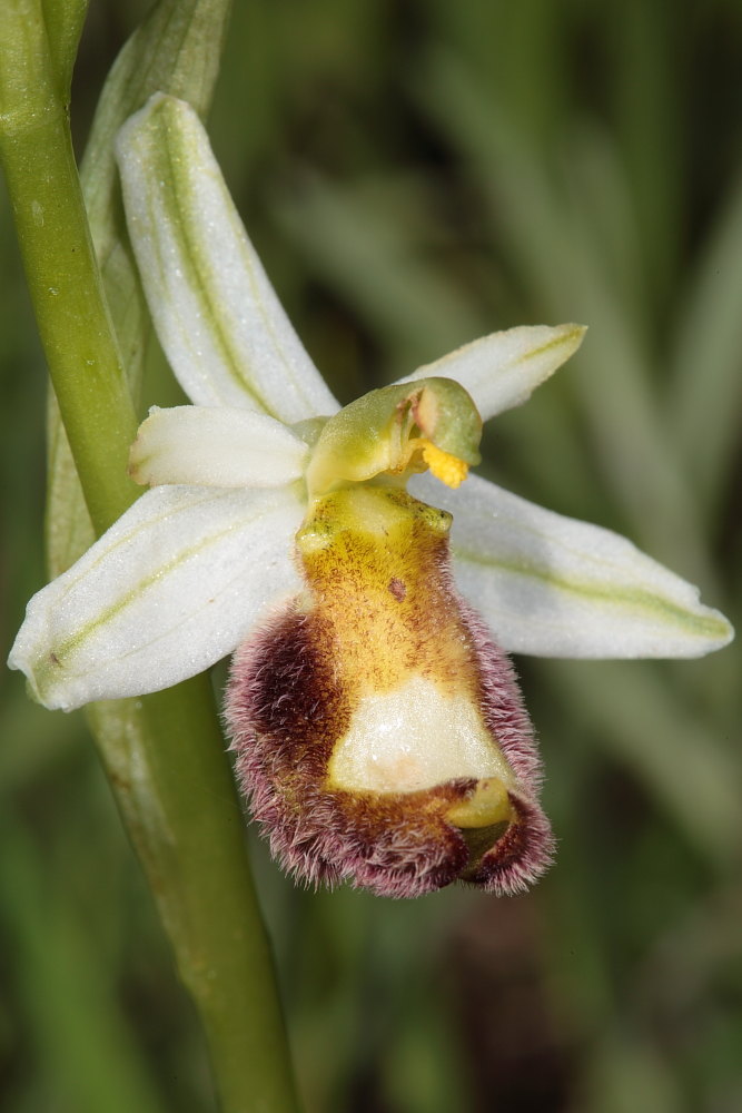 O.apifera x O.holosericea.....ed altri ibridi.